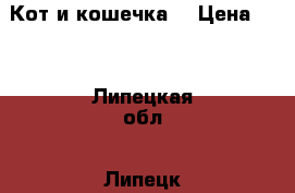 Кот и кошечка. › Цена ­ 1 - Липецкая обл., Липецк г. Животные и растения » Кошки   . Липецкая обл.,Липецк г.